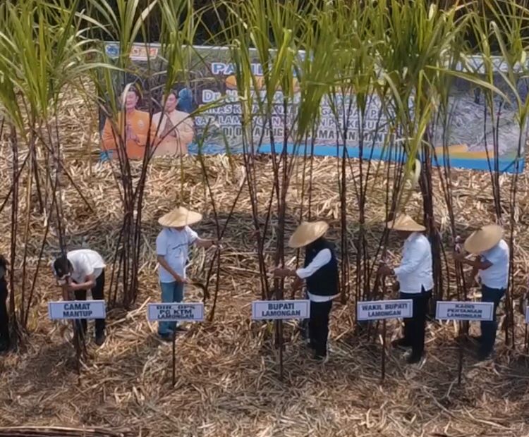 Pemerintah Kabupaten Lamongan Ajak Petani Tebu Terus Berinovasi Agar Mengahasilkan Kualitas Panen Yang Baik