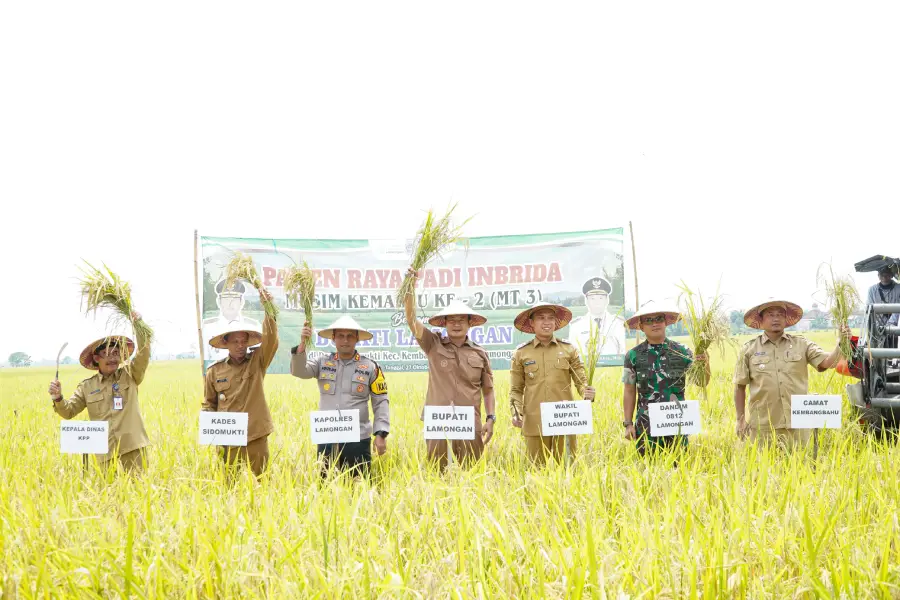 Lamongan Produksi Padi Terbesar Jatim 2025