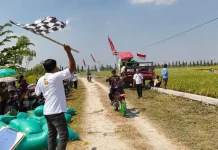 Mandalika Lewat! Ngerinya Balap Ojek Gabah Lamongan di Sirkuit Sawah aksi pembalap ojek gabah Lamongan yang memacu motor modifikasi, mengangkut karung padi, dan membelah lumpur sawah dengan agresif.